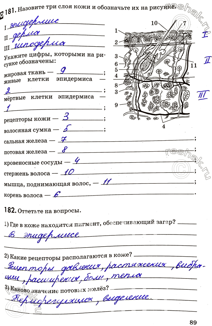 Изображение 181. Назовите три слоя кожи и обозначьте их на рисунке.Укажите цифры, которыми на рисунке обозначены:жировая ткань живые клетки эпидермисамертвые клетки...